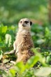 Meerkat