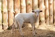 Young sheep