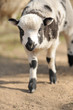 Young sheep