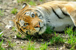 Foto: Tiger Tiger