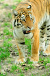 Foto: Tiger Tiger