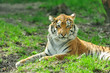 Foto: Tiger Tiger