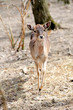 Foto: Deer on forest Deer on forest