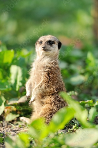 Photo: Meerkat Meerkat