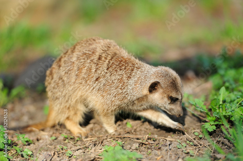 Photo: Meerkat Meerkat