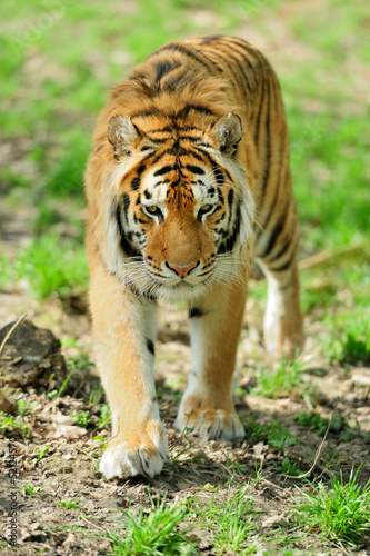 Photo: Tiger Tiger