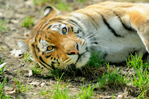 Photo: Tiger Tiger