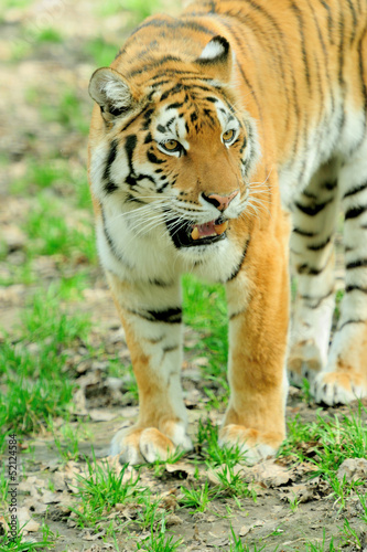 Photo: Tiger Tiger
