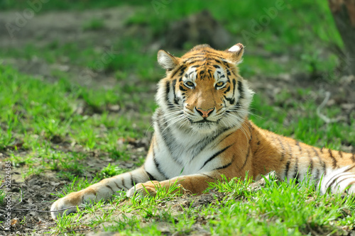 Photo: Tiger Tiger