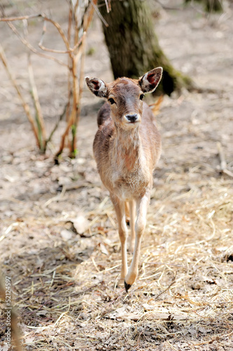 Photo: Deer on forest Deer on forest