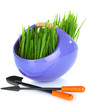 Green grass in decorative pot isolated on white