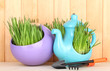 Green grass in decorative pot on wooden background
