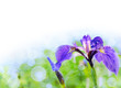 watercolors iris flowers on a green background for the text.