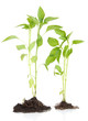 Pepper seedlings isolated on white