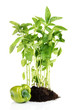 Pepper seedlings isolated on white