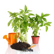 Pepper seedlings with garden tools isolated on white