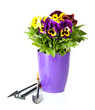 Beautiful pansies flowers isolated on a white
