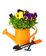 Beautiful pansies flowers isolated on a white