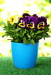 Beautiful pansies flowers on grass on bright background