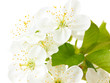 Beautiful cherry blossom isolated on white
