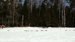 female cowboy rides a horse at a gallop in winter