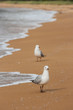 red-billed gulls on beach in Abel Tasman National Park