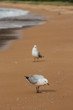 gulls on beach