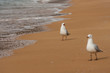 courting sea gulls