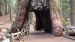 Video: A Tourist passes through the gate "California Tunnel Tree" A Tourist passes through the gate "California Tunnel Tree"