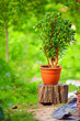 Photo: beautiful Crassula tree, on colorful background beautiful Crassula tree, on colorful background
