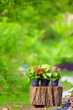 Photo: potted Kalanchoe plants on colorful background potted Kalanchoe plants on colorful background