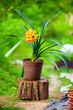 Photo: blomming potted Clivia plant, colorful outdoors blomming potted Clivia plant, colorful outdoors