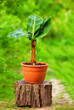Photo: young potted banana plant, on colorful background young potted banana plant, on colorful background