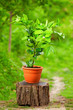 Photo: young blooming mandarine plant, on colorful background young blooming mandarine plant, on colorful background