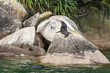 sunbathing seal