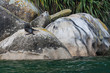 fur seal basking on rock