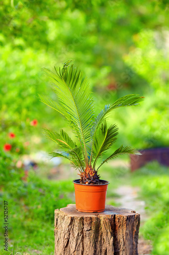 Photo: potted cycas palm plant on colorful garden background potted cycas palm plant on colorful garden background