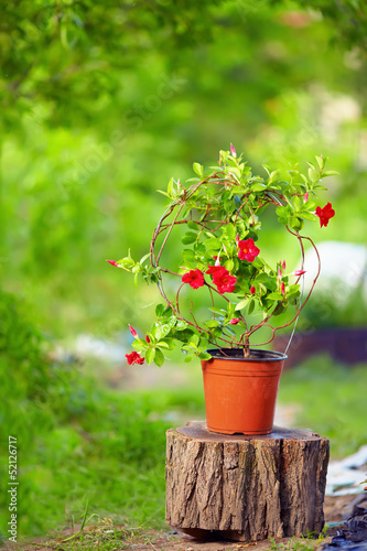 Photo: beautiful blooming Dipladenia plant, on colorful background beautiful blooming Dipladenia plant, on colorful background