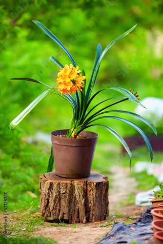 Photo: blomming potted Clivia plant, colorful outdoors blomming potted Clivia plant, colorful outdoors
