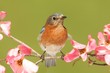 Bluebird with Dogwood flowers