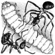 Ants attacking larva