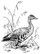 Greylag Goose standing on the grass