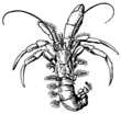 Hermit crab close-up