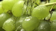 bunch of green grapes on a black background with water drops