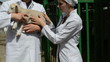listens to the vet breathing through a stethoscope lamb