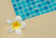 frangipani by a swimming pool