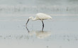 Egretta garzetta or small white heron