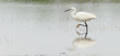 Egretta garzetta or small white heron