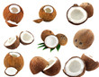 set of coconut images