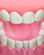Photo: Closeup of plastic teeth and gum model Closeup of plastic teeth and gum model